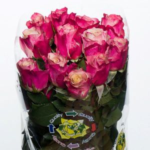 ROSE TWO FACES 40